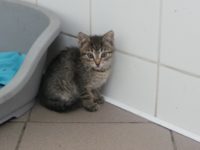 Fred