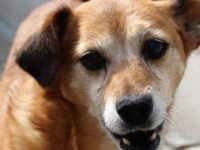 Wolontariat i adopcja w Schronisku dla Bezdomnych Zwierząt