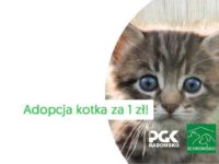 AKCJA “ADOPCJA KOTKA ZA ZŁOTÓWKĘ”
