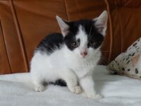 AKCJA “ADOPCJA KOTA ZA SYMBOLICZNĄ ZŁOTÓWKĘ”