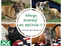 ZAADOPTUJ ZWIERZAKA ZA SYMBOLICZNĄ ZŁOTÓWKĘ