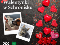 Walentynki w Schronisku? Czemu nie!
