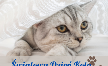 ŚWIATOWY DZIEŃ KOTA 2023