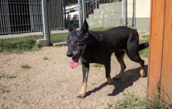 02985 Axel