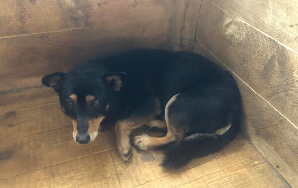 02799 Gucio