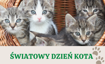 17 lutego 2025 r. świętujemy Dzień Kota