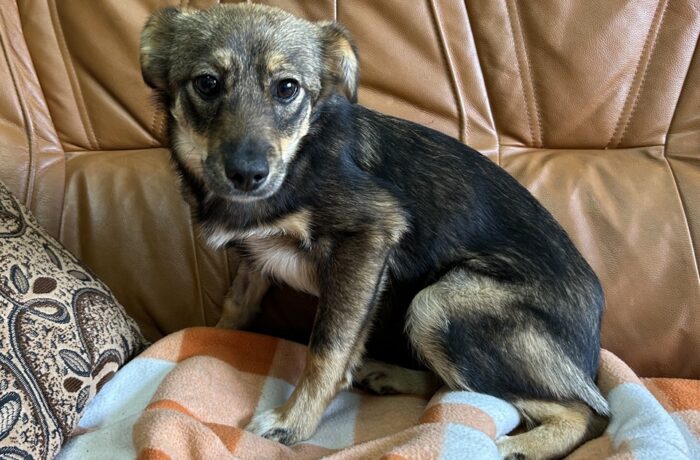71354 Lola